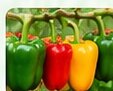 Capsicum