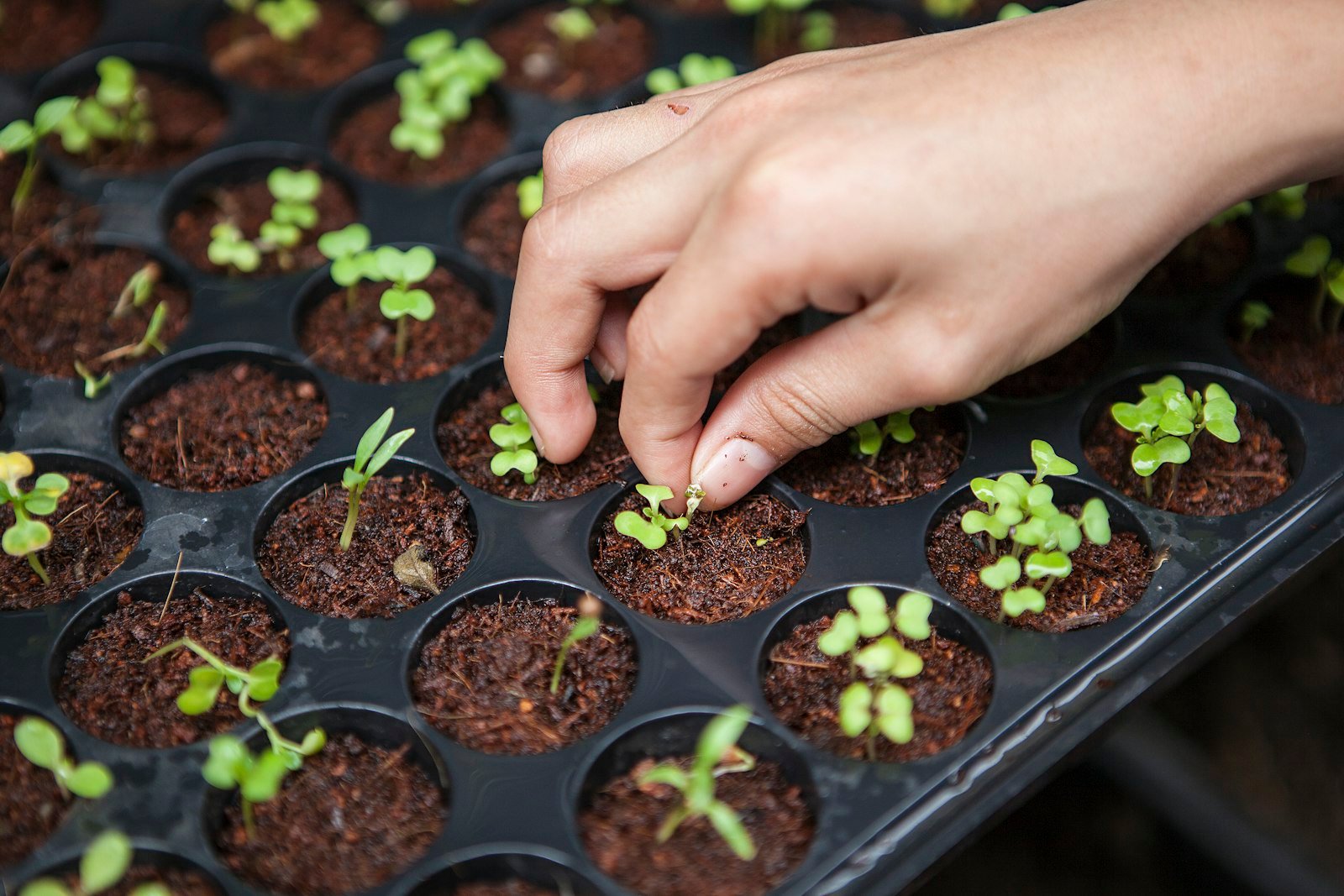Nursery greenhouse