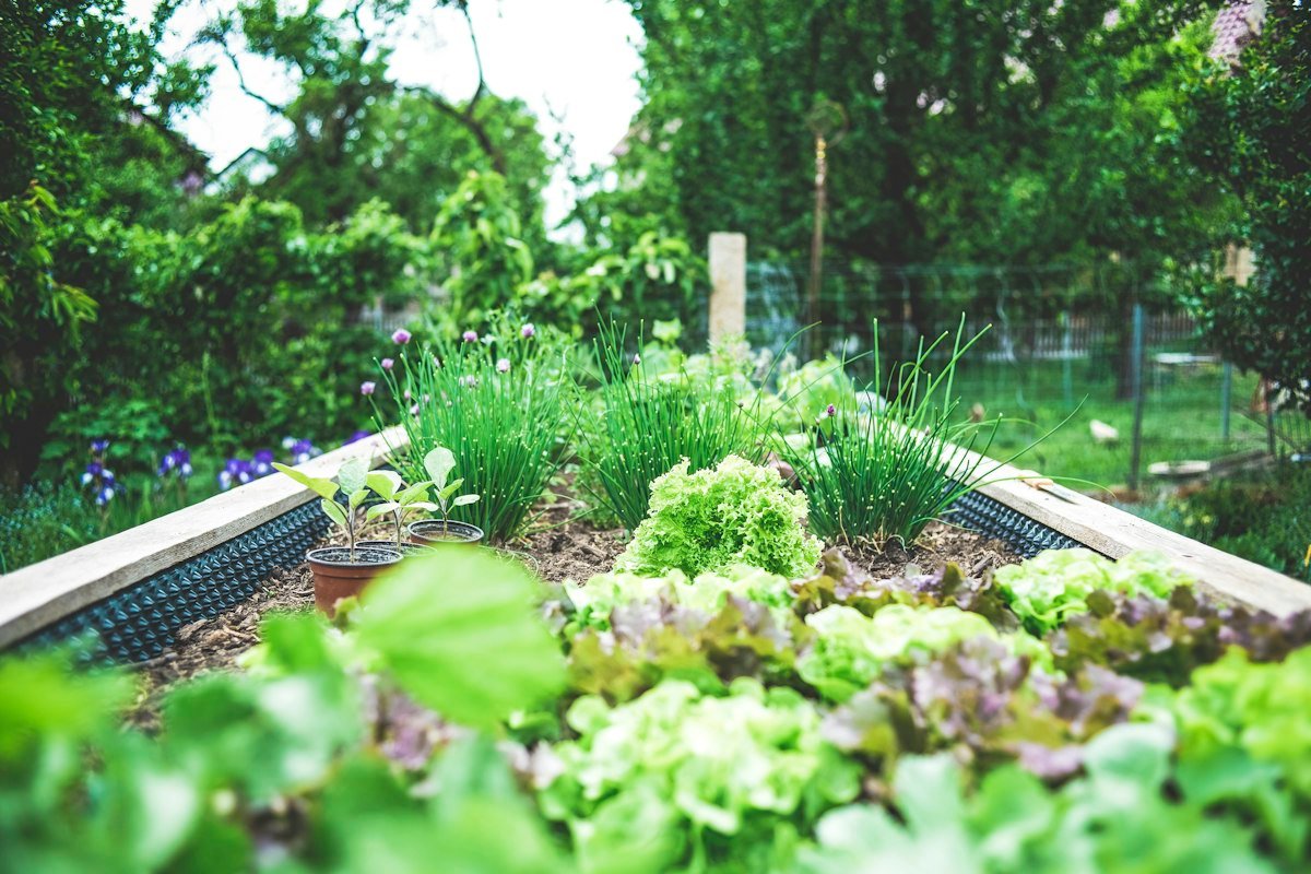 Seedling trays