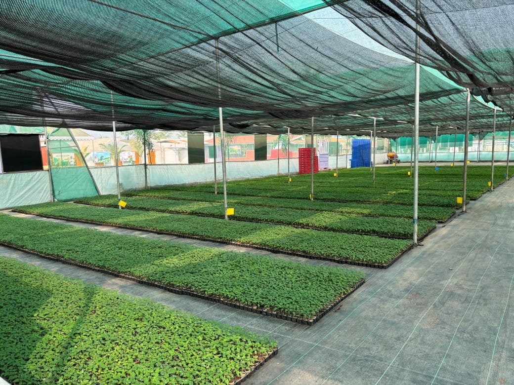 Nursery Crops