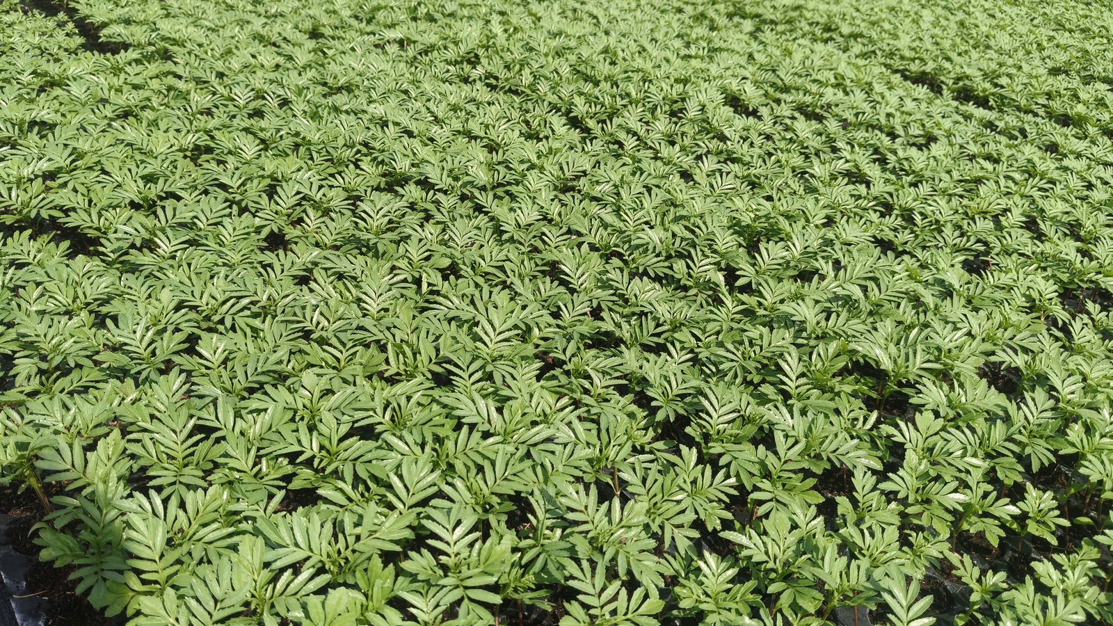 Marigold Crops