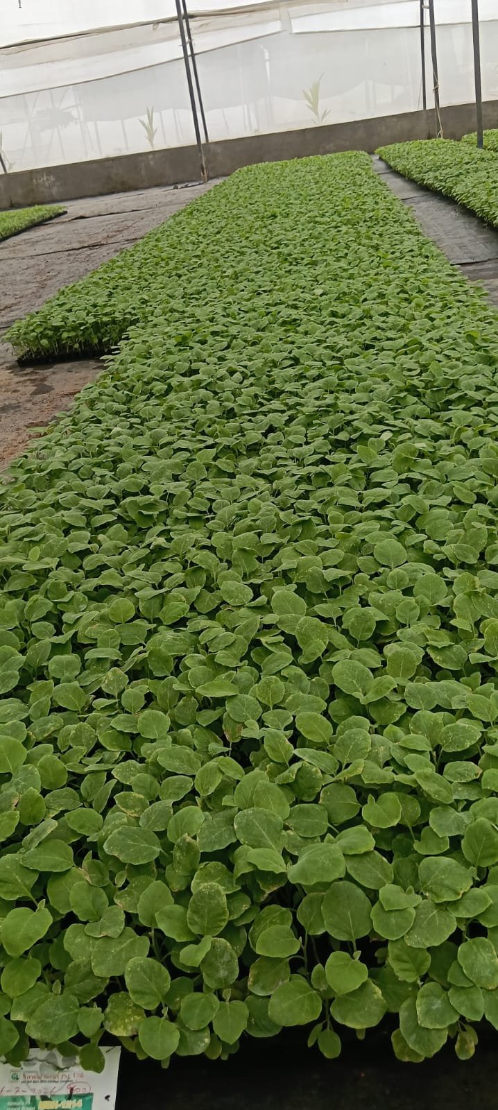 Bringal Crops