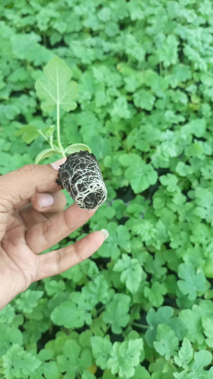 Tomato Crops