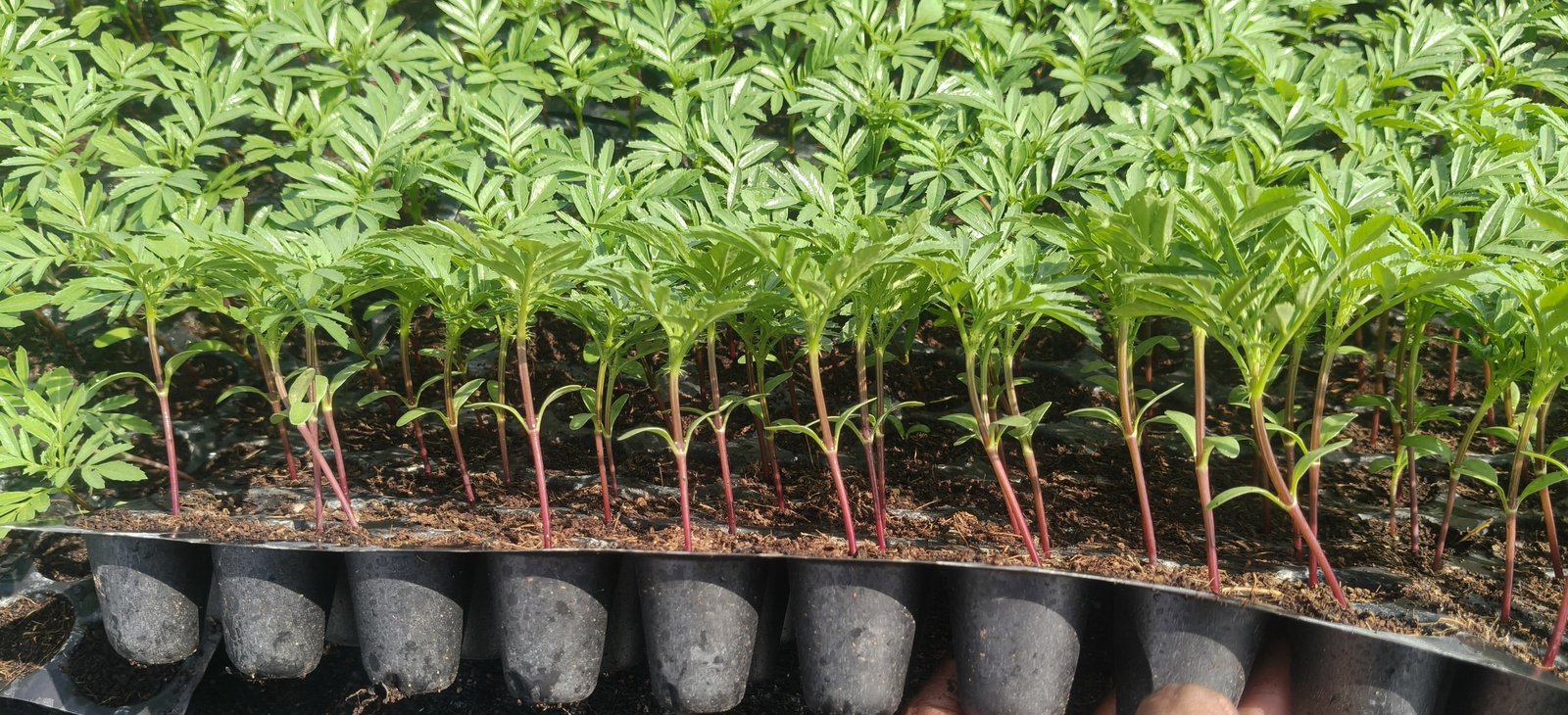 Marigold Crops