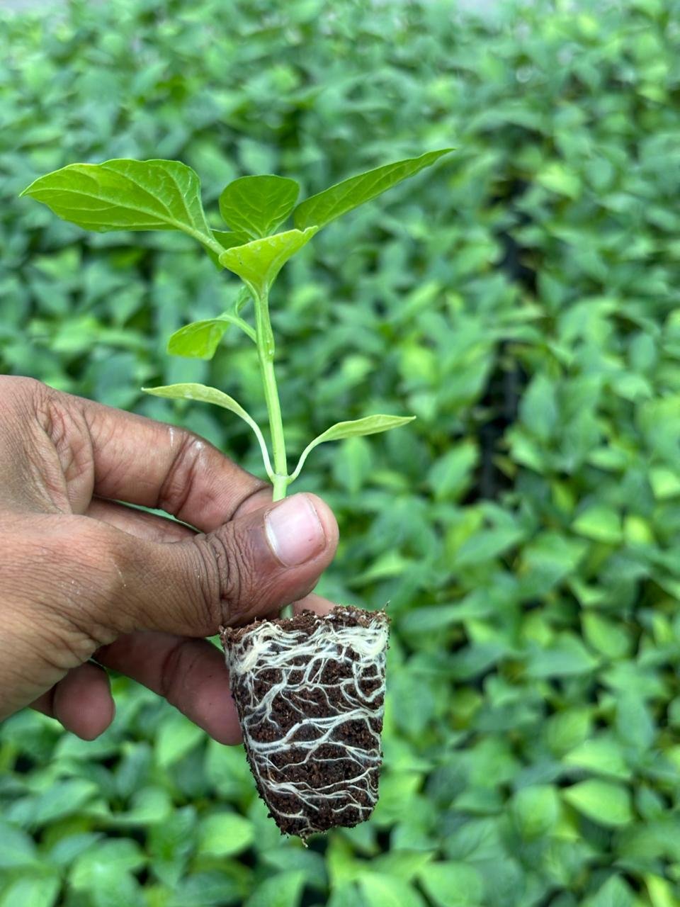 Chili Crops