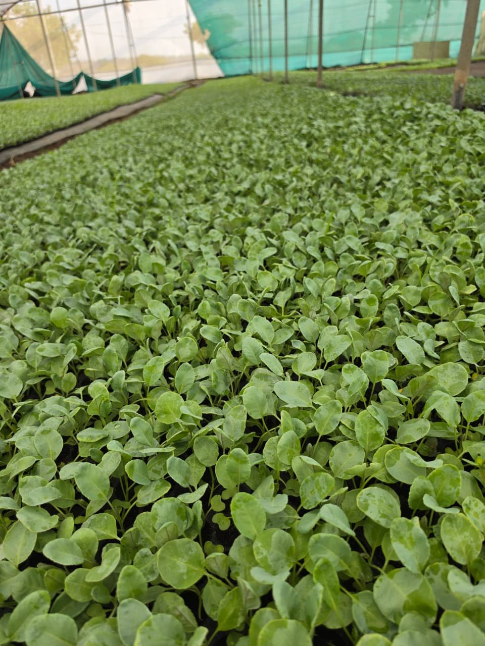 Cabbage crops