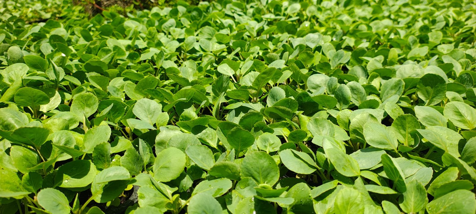 Cauliflower crops