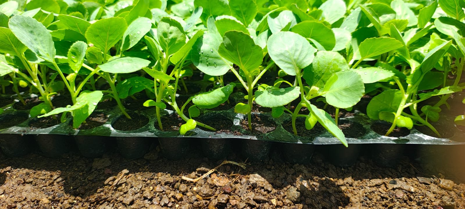 Cauliflower crops