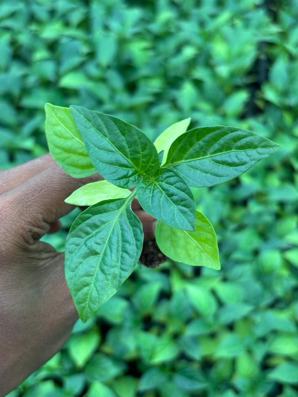 Chili Crops