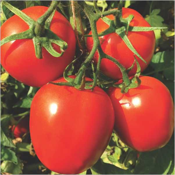 Tomato – Ansal