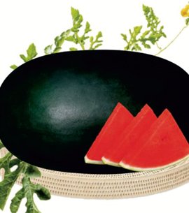 Watermelon – Jigna