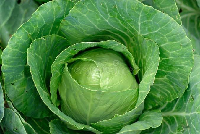 Cabbage – Green Challenger