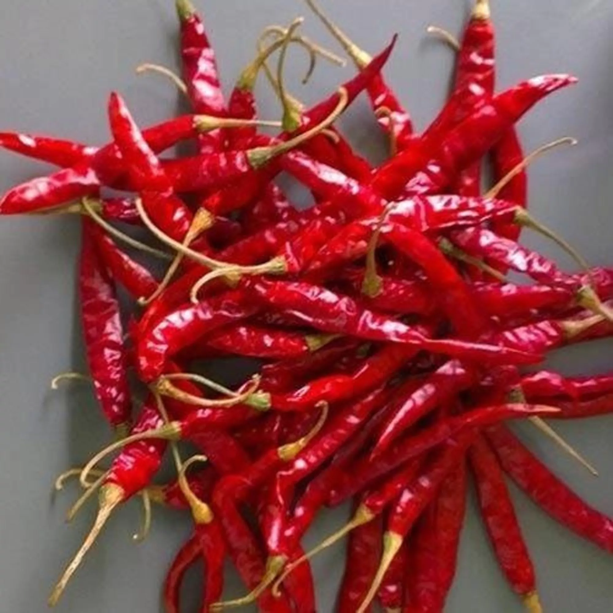 Chili – Saniya