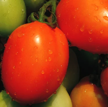 Tomato – 2048