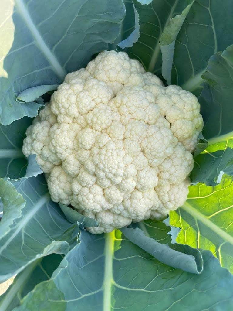 Cauliflower – 1522