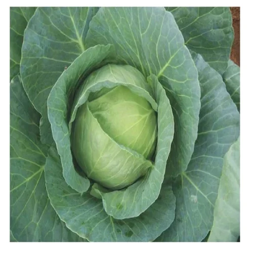 Cabbage – Advanta Euro 2