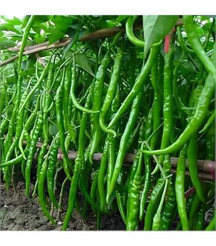 Chili – Sonal