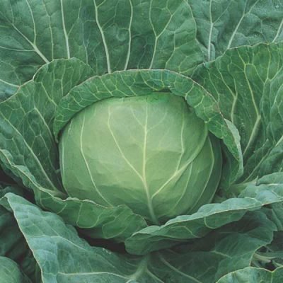 Cabbage – Saint