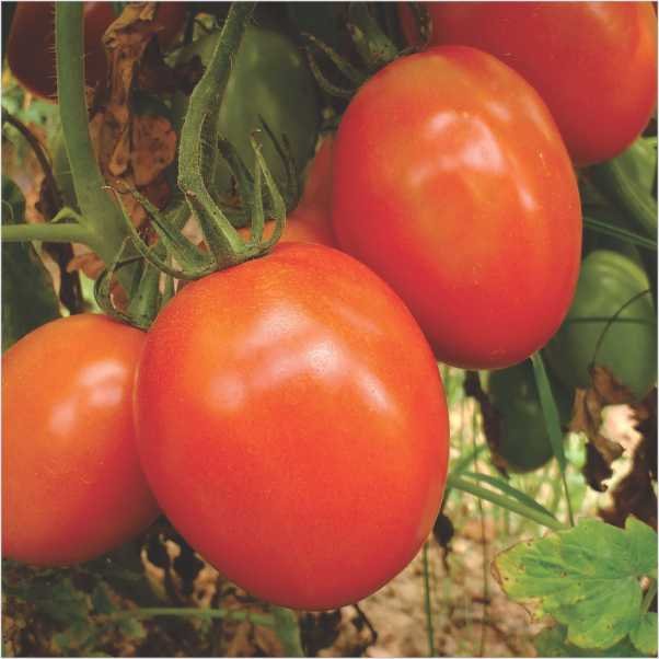 Tomato – Virang