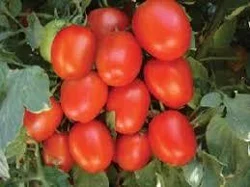 Tomato – US 1143
