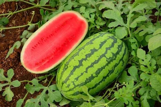 Watermelon – Prachand