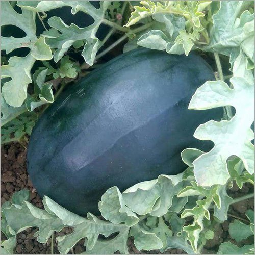 Watermelon – Singham