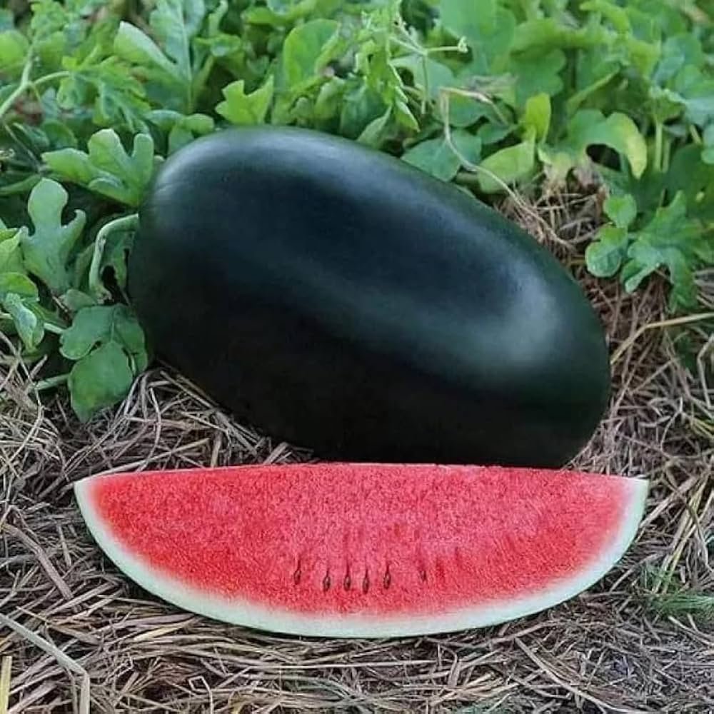 Watermelon – Impact